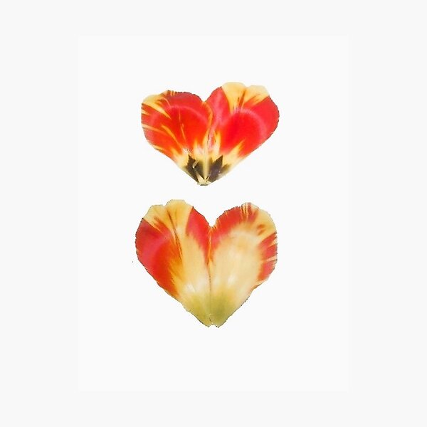 Item preview, Hearts tulip designed and sold by Academic Art Studio.
