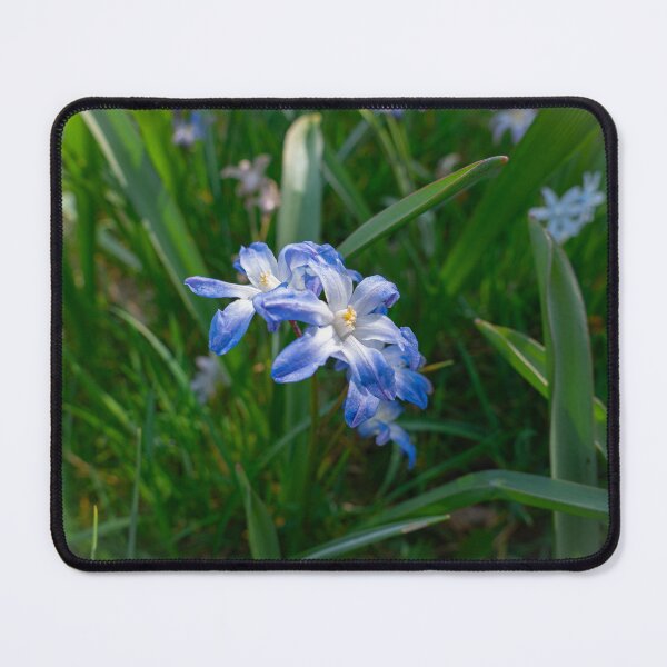 Item preview, blue spring bloomer star hyacinth designed and sold by TW-Fotos.
