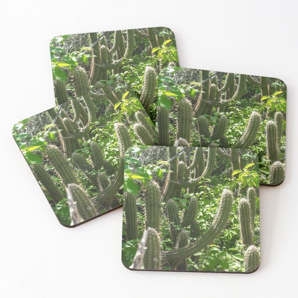 Item preview, various cacti in nature designed and sold by felipequeiroz.