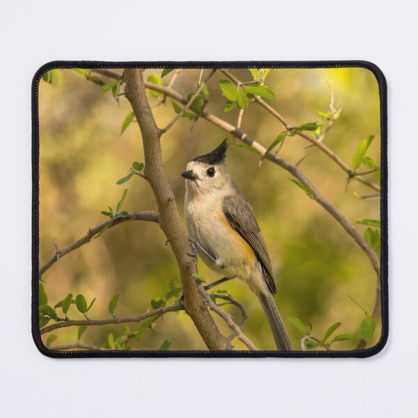 Item preview, Cute Posing Black Crested Titmouse designed and sold by Debra Martz.