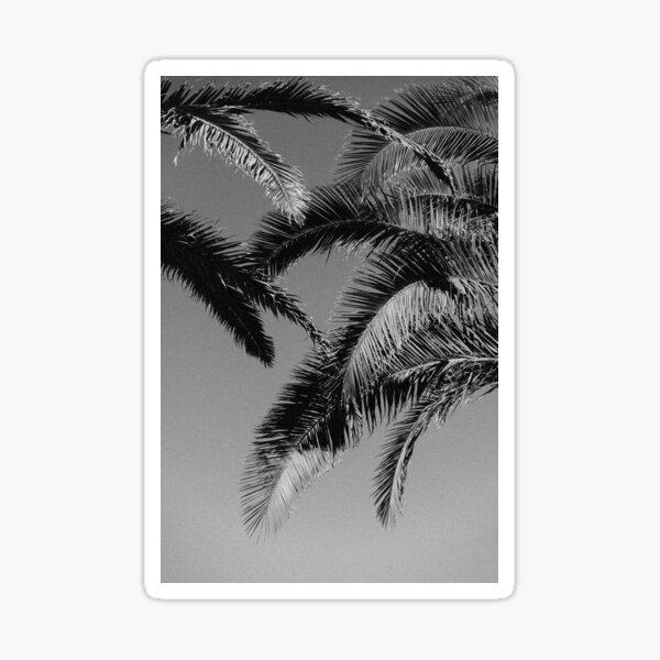 Item preview, Palm Trees in Black and White designed and sold by AnOffbeatArtist.
