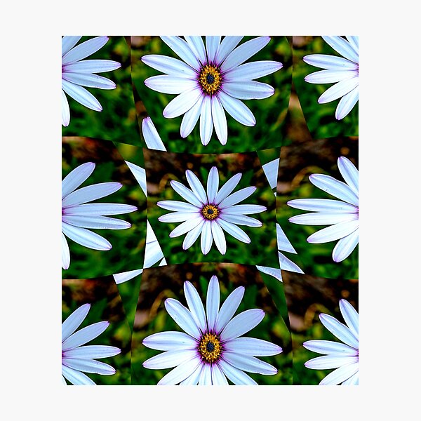 Item preview, White Daisy Pattern designed and sold by Patternflower.