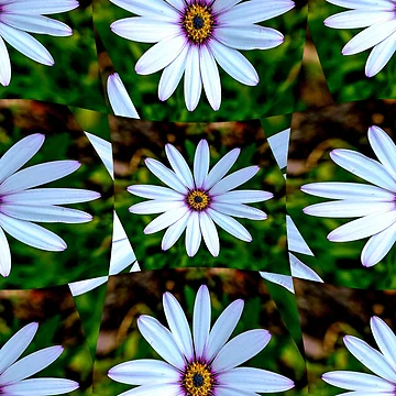 Artwork thumbnail, White Daisy Pattern by Patternflower