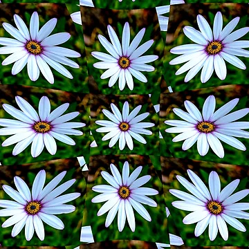 Artwork thumbnail, White Daisy Pattern by Patternflower