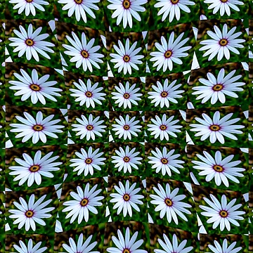 Artwork thumbnail, White Daisy Pattern by Patternflower