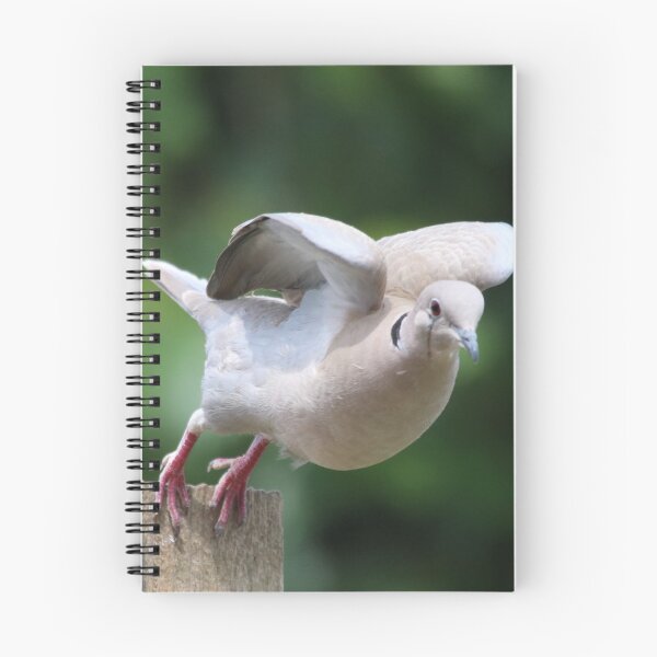 Item preview, take off with a collared dove designed and sold by carrizizi.