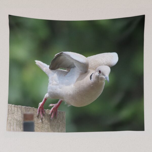 Item preview, take off with a collared dove designed and sold by carrizizi.