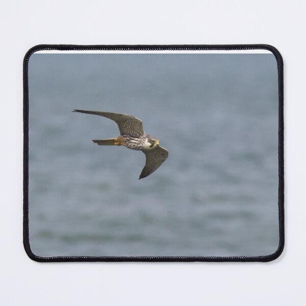 Item preview, Eurasian Hobby designed and sold by LaurenTucker.