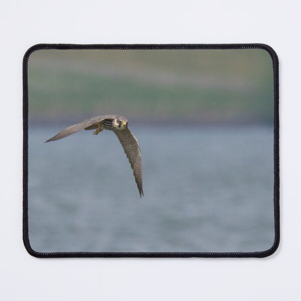 Item preview, Eurasian Hobby designed and sold by LaurenTucker.