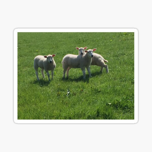 Three Lambs Sticker