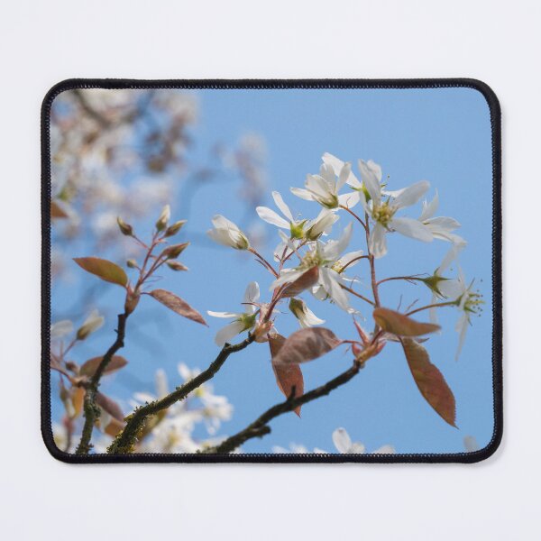Item preview, beautiful white flowers against a clear sky designed and sold by TW-Fotos.