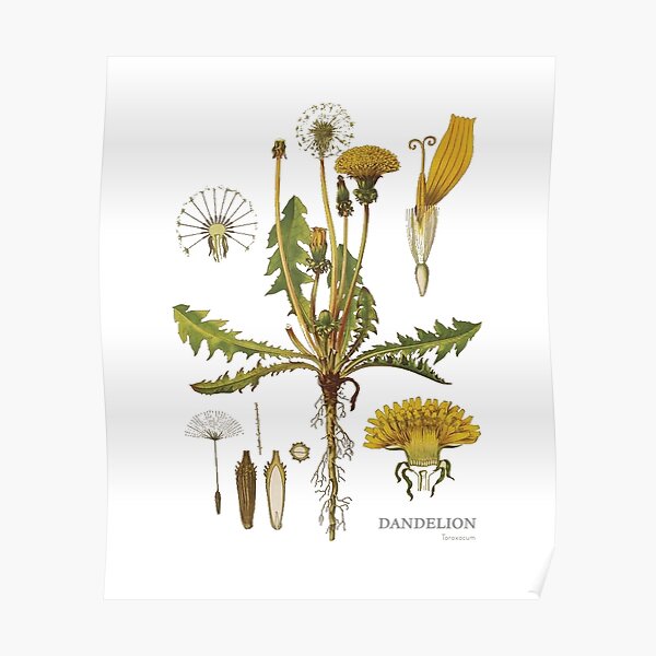 dandelion posters redbubble redbubble