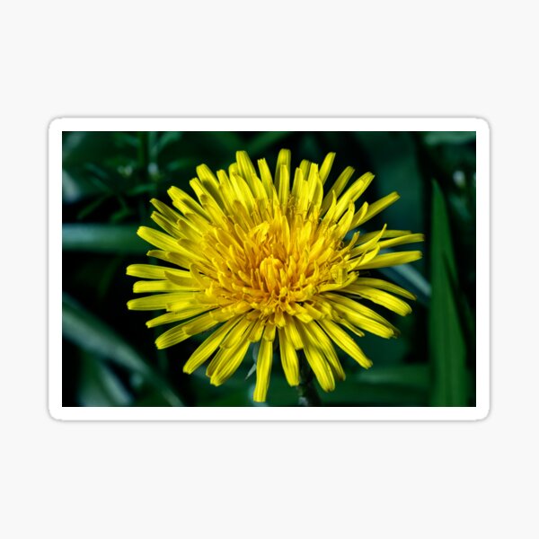 Item preview, Dandelion Macro designed and sold by Tom McPherson Photography.
