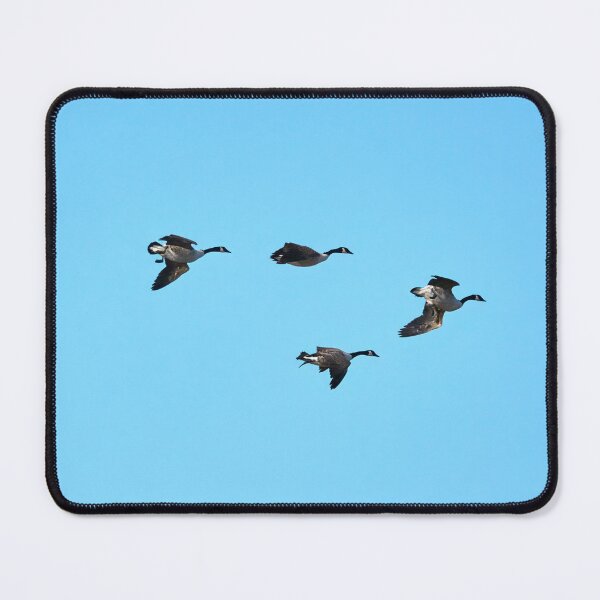 Item preview, Turbulence. Canada goose designed and sold by Jouko Lehto Photography.