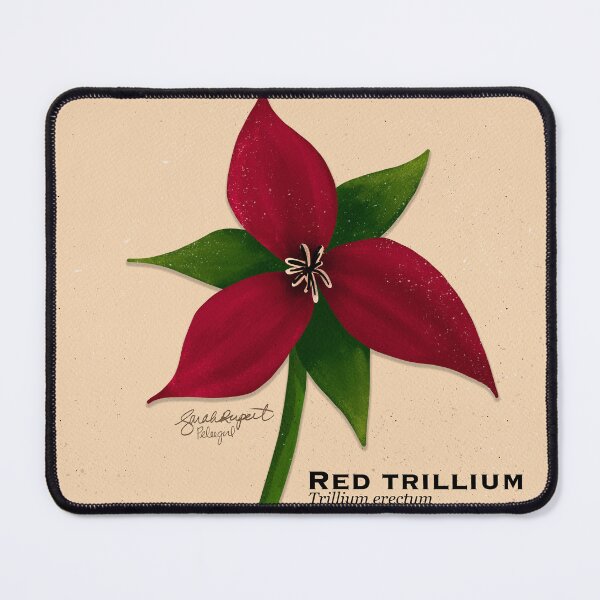 Item preview, Red Trillium Botanical Illustration designed and sold by Peleegirl.