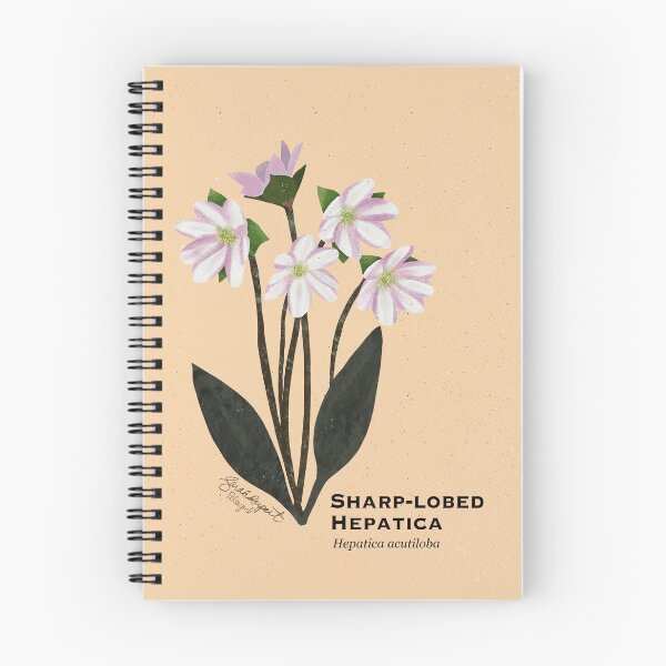 Item preview, Sharp-lobed Hepatica Botanical Illustration designed and sold by Peleegirl.