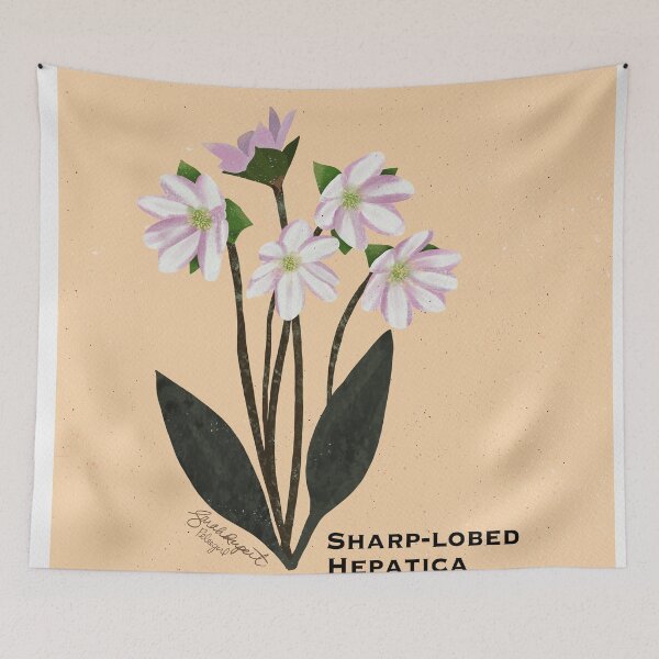 Item preview, Sharp-lobed Hepatica Botanical Illustration designed and sold by Peleegirl.