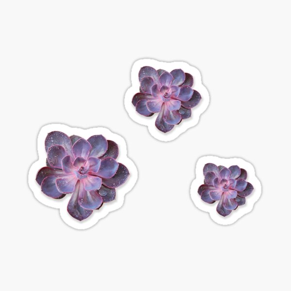 Triple Purple Echeveria Sticker