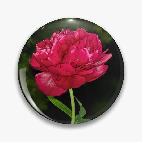 Item preview, Peony Rose designed and sold by Tom McPherson Photography.