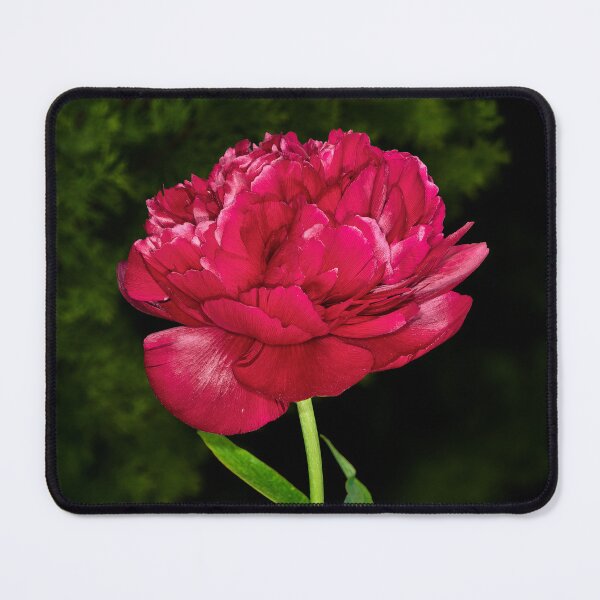 Item preview, Peony Rose designed and sold by Tom McPherson Photography.