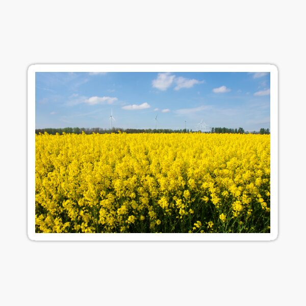 Item preview, Canola in polderland designed and sold by jchanders.