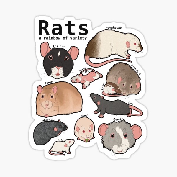 Item preview, Hotter Topic: Rats Infographic designed and sold by Dubers151.