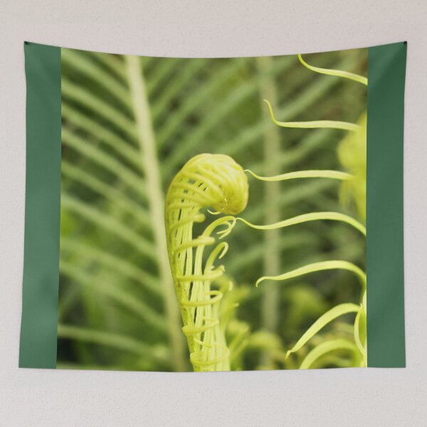 Item preview, Coil of Fern designed and sold by MooseDogPhotos.