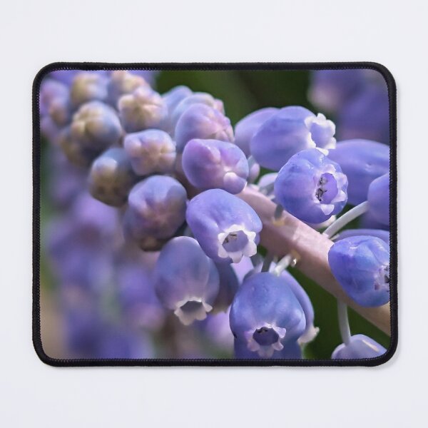Item preview, Grape Hyacinth designed and sold by Emily Noyes.