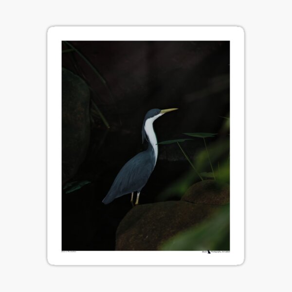 Item preview, Grace in the shadows designed and sold by Black Cat Photography.