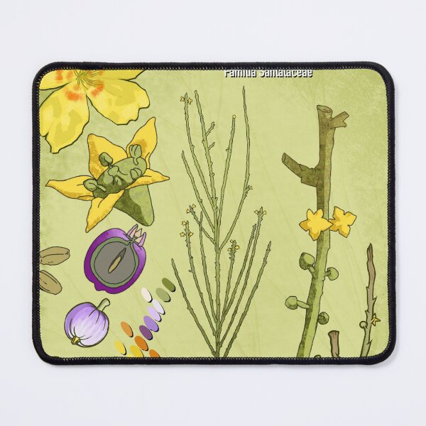 Item preview, Kunkeliella canariensis — Botanical Art (SRBartist Style) designed and sold by SRBartist.