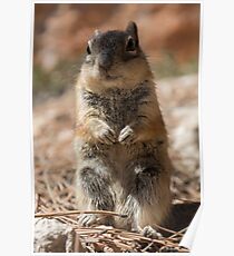 Chipmunk Poster
