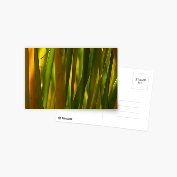 reed grass Postcard
