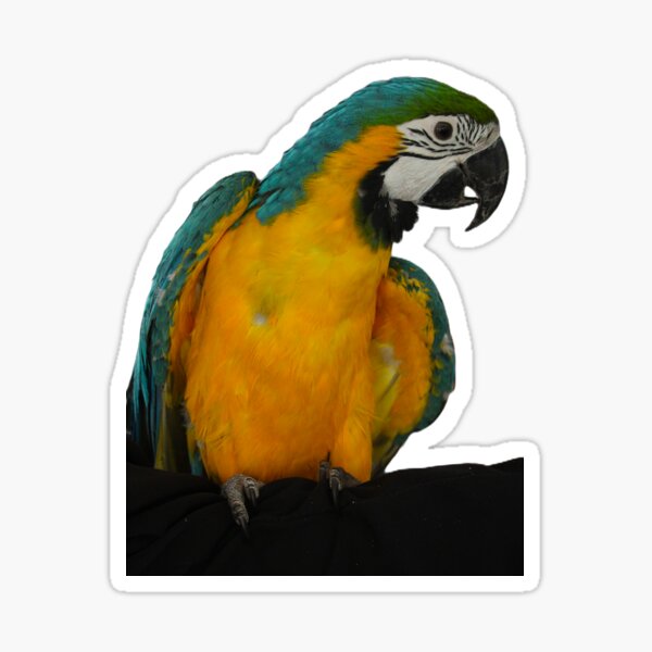 Item preview, Colourful Macaw parrot designed and sold by MacLittle.
