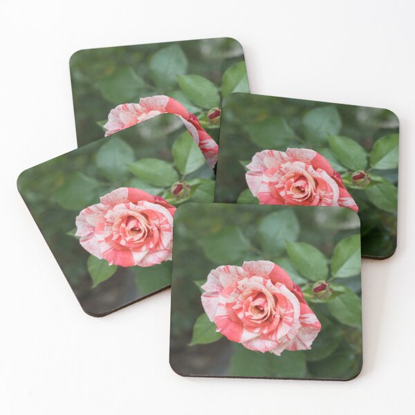 Item preview, One Elegantly Variegated Rose Bloom designed and sold by Georgia Mizuleva.