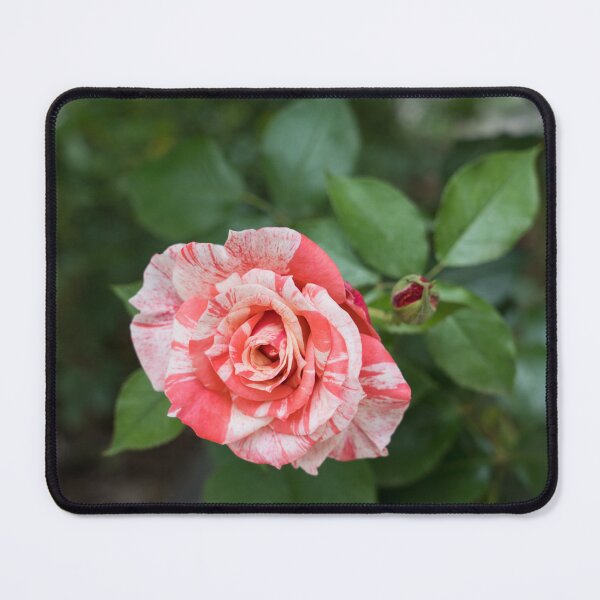 Item preview, One Elegantly Variegated Rose Bloom designed and sold by Georgia Mizuleva.