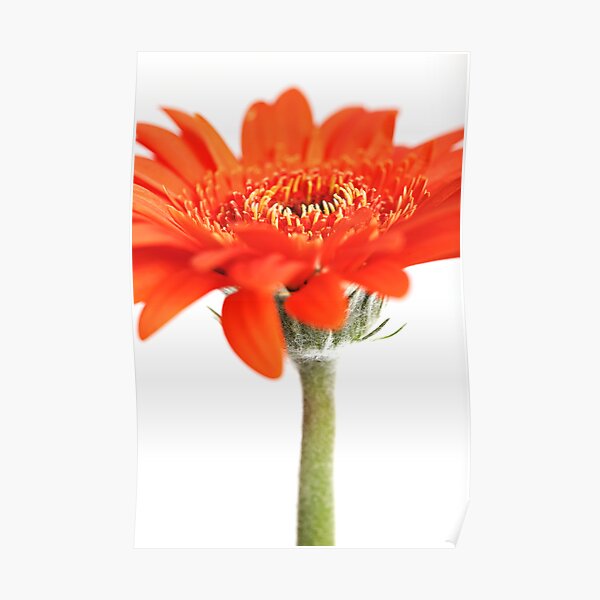 Orange Gerbera Poster