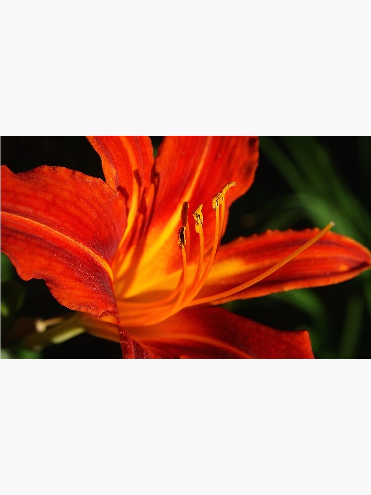 Red Daylily (Hemerocallis) from A Gardener's Notebook by douglasewelch