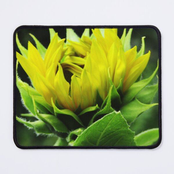 Item preview, Emerging sunflower designed and sold by Jampsphotos.