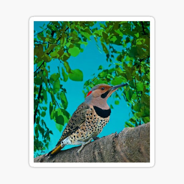 Item preview, Northern  Flicker designed and sold by billfox256.