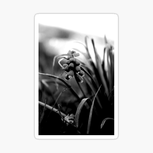 Aperçu de l'œuvre Photographie de jacinthe en noir et blanc créée et vendue par jinxdinq.