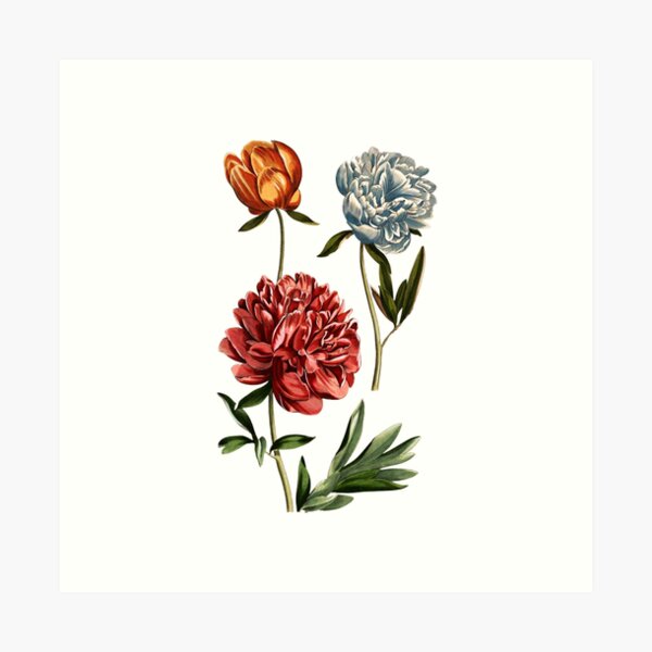 Item preview, Antique Pink Blue Orange Peonies designed and sold by IrisAndIvy.