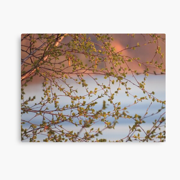 Spring Birch near the River Canvas Print