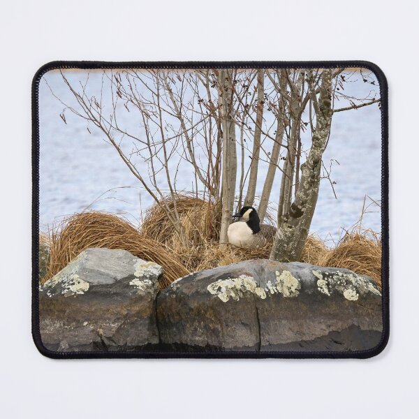 Item preview, The eggs laid. Canada Goose designed and sold by Jouko Lehto Photography.