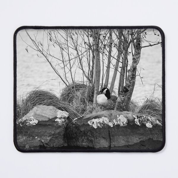 Item preview, The eggs laid. Canada Goose bw designed and sold by Jouko Lehto Photography.