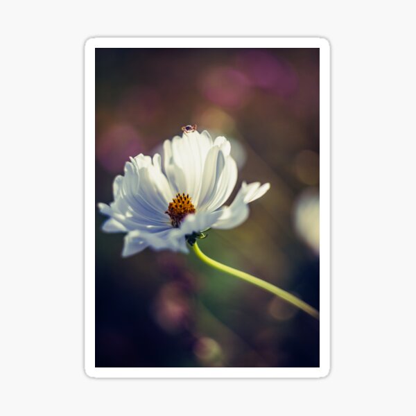 Item preview, White grace with a hidden guest designed and sold by MerryStomps.