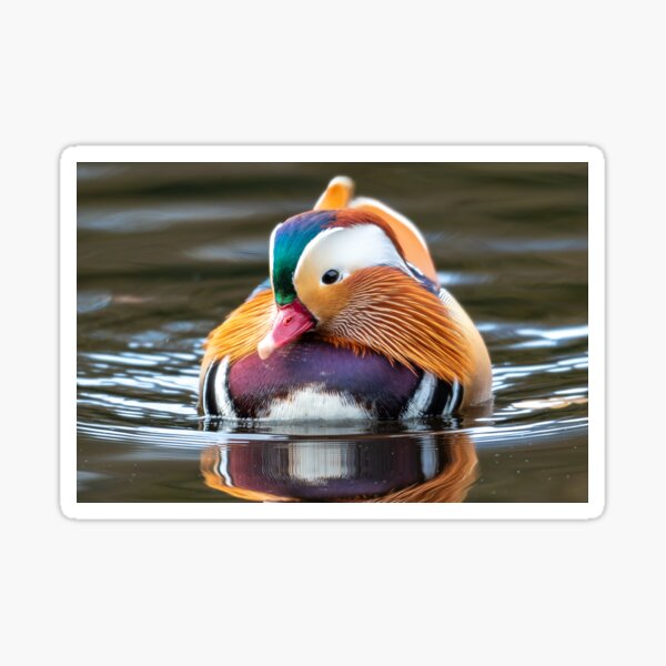 Aperçu de l'œuvre Canard mandarin créée et vendue par Tetzaoh.