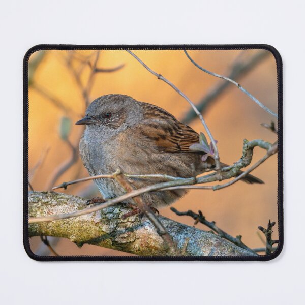 Item preview, Dunnock designed and sold by Tetzaoh.