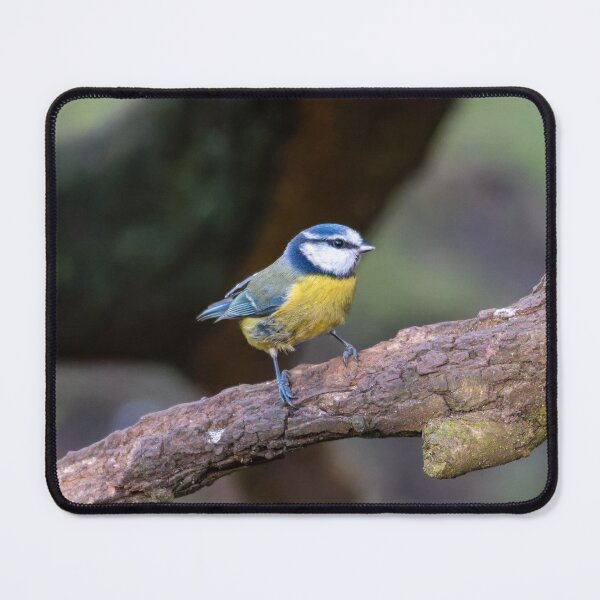 Item preview, Blue Tit designed and sold by Tetzaoh.