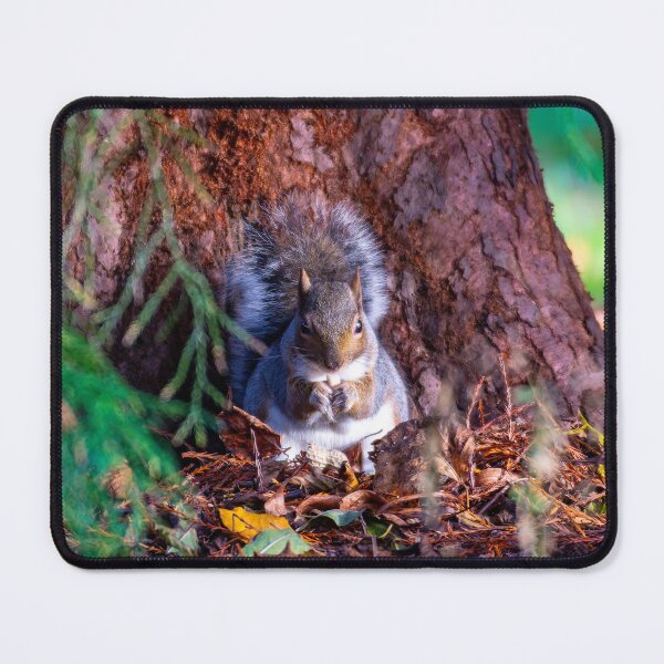 Item preview, Grey Squirrel designed and sold by Tetzaoh.