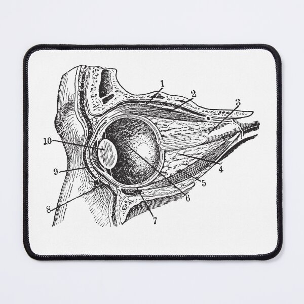 Item preview, Eye section - vintage anatomical book illustration - dead things designed and sold by Fantasy Cache.